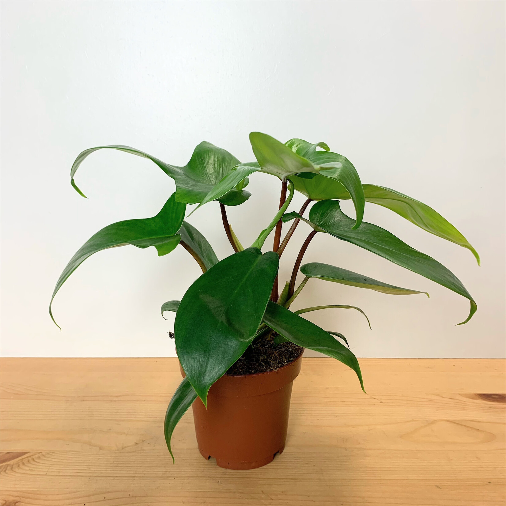 Planten Philodendron florida green - Ø12