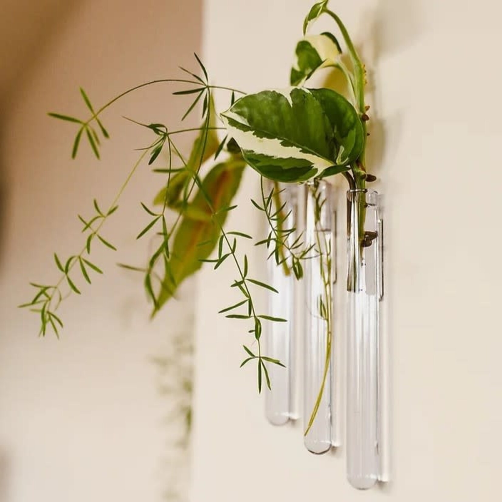 Muurbloem Muurvaasje 3 stuks - transparant
