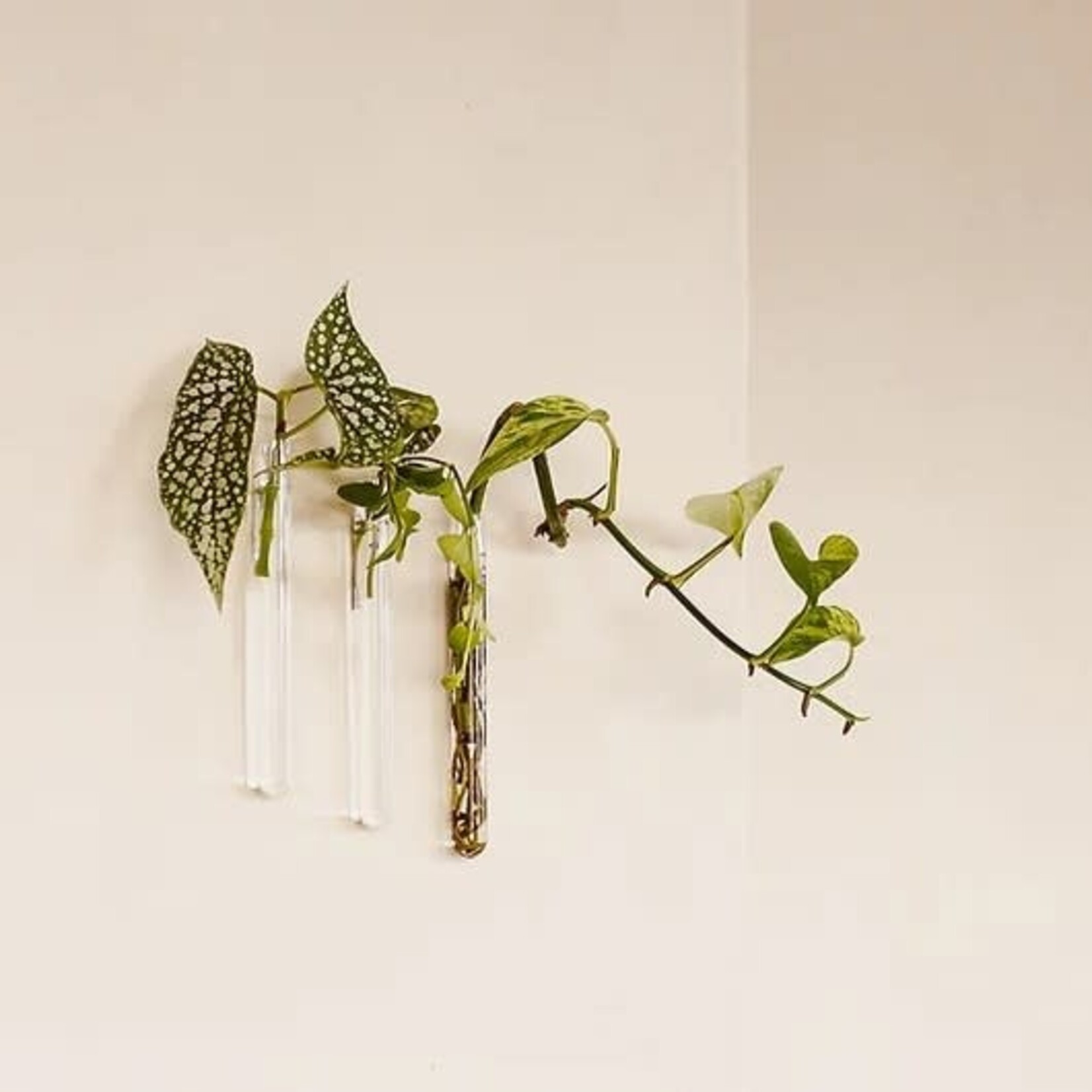 Muurbloem Muurvaasje 3 stuks - transparant