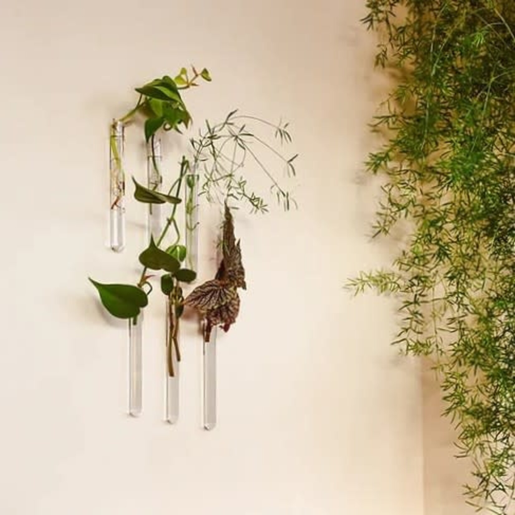 Muurbloem Muurvaasje 6 stuks - transparant