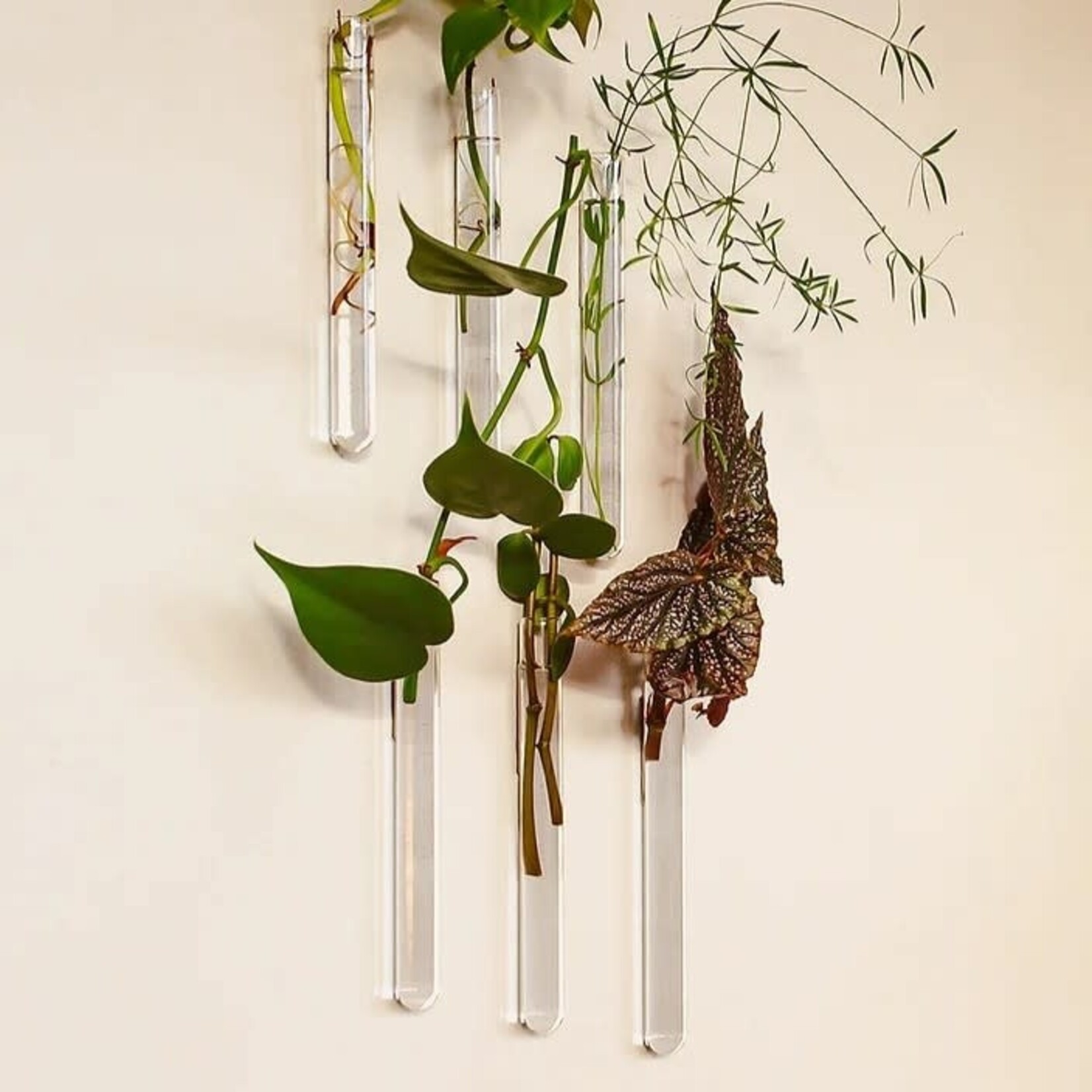 Muurbloem Muurvaasje 6 stuks - transparant