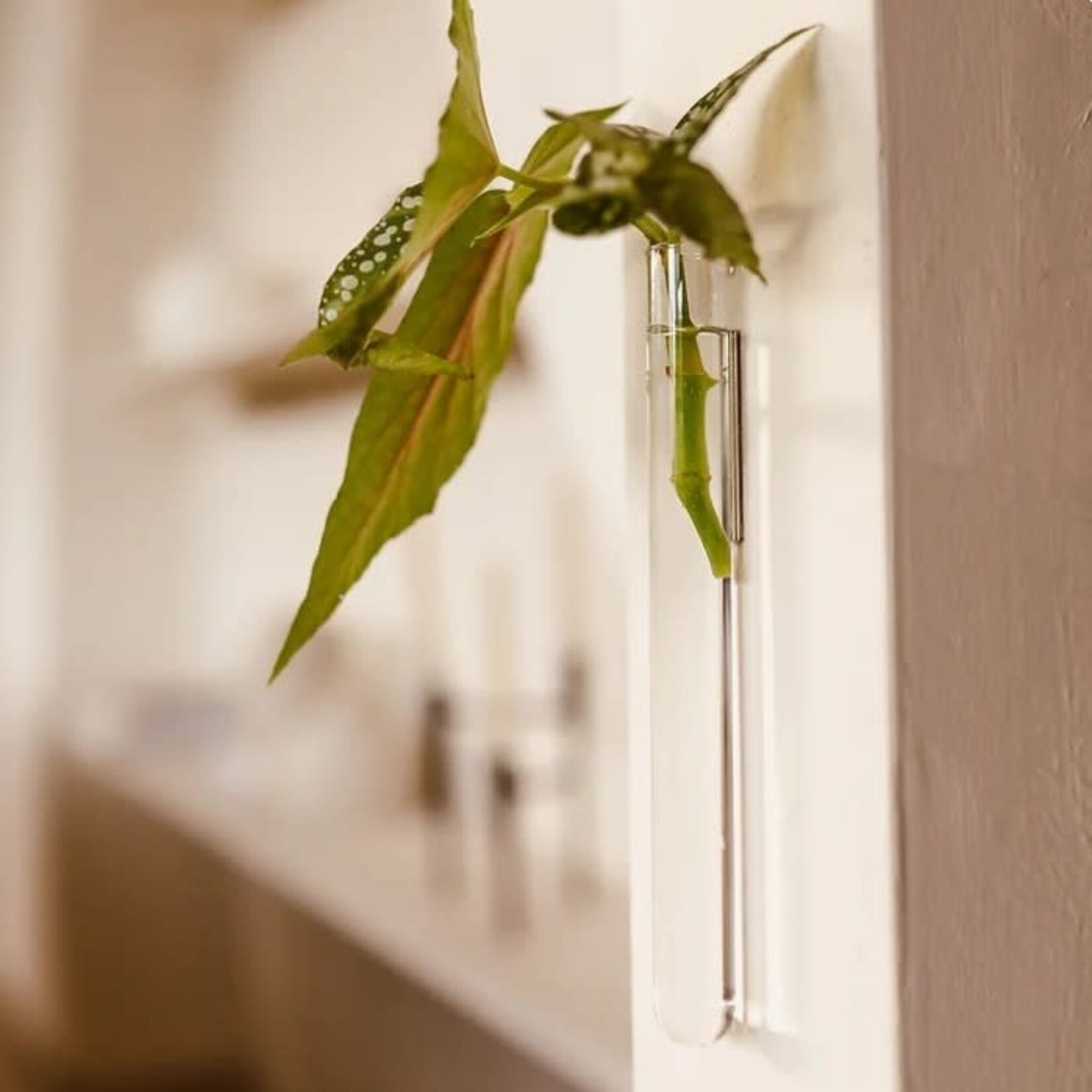 Muurbloem Muurvaasje 1 stuk - transparant