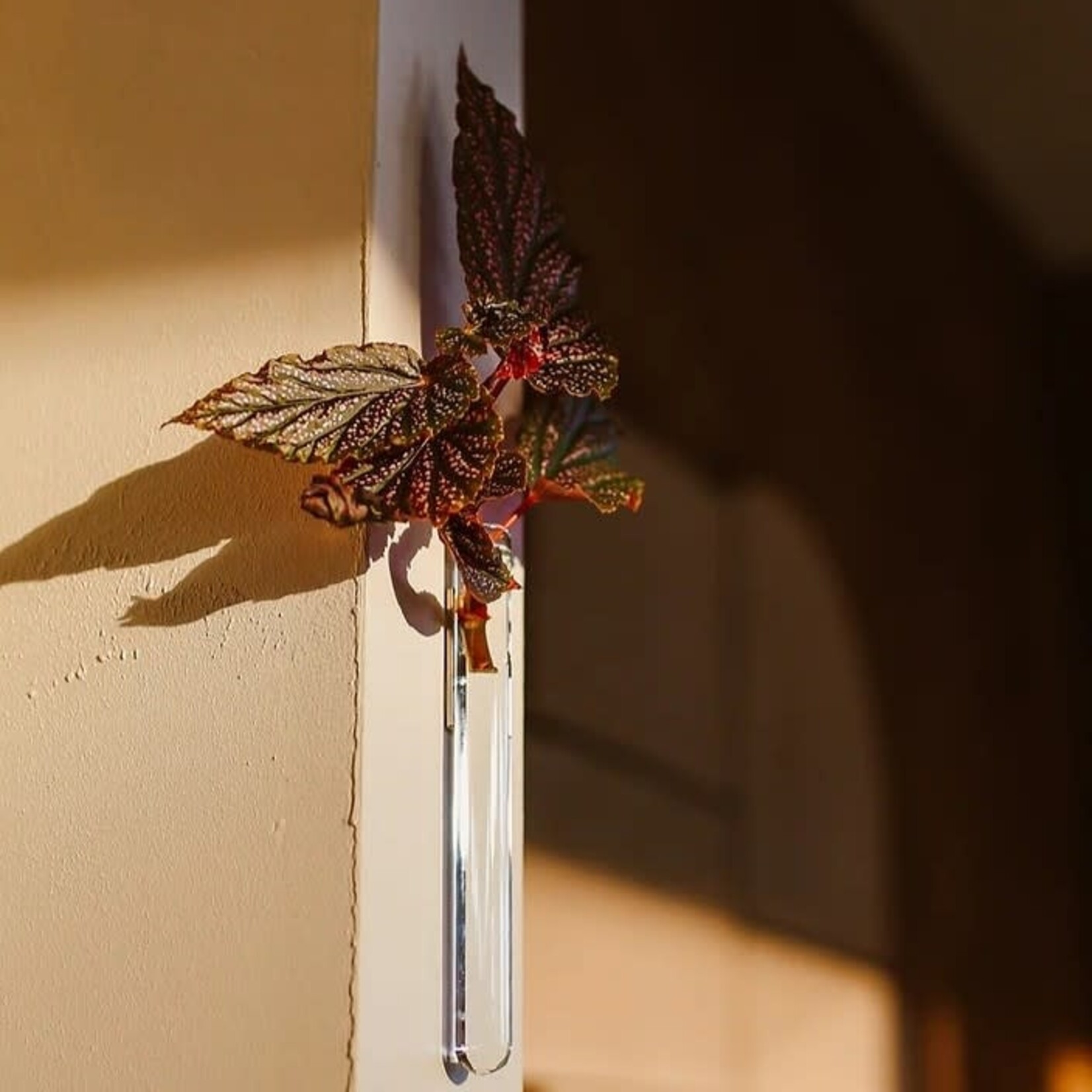 Muurbloem Muurvaasje 1 stuk - transparant