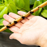 Botanopia Soil checker