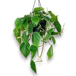 Planten Philodendron scandens  - Ø15