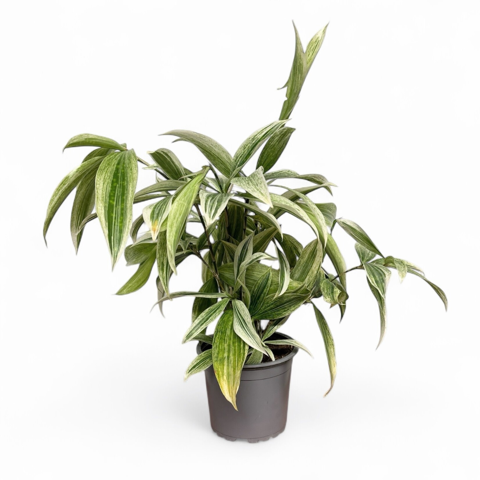 Planten Dracaena surculosa silvery - Ø12