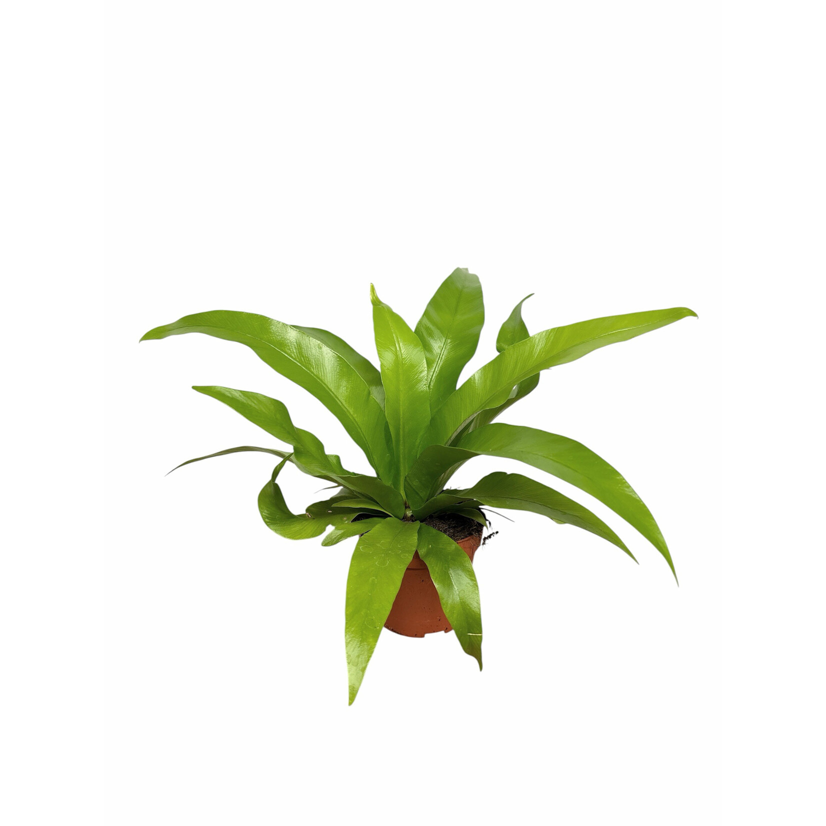 Planten Asplenium Antiquum - Ø05,5