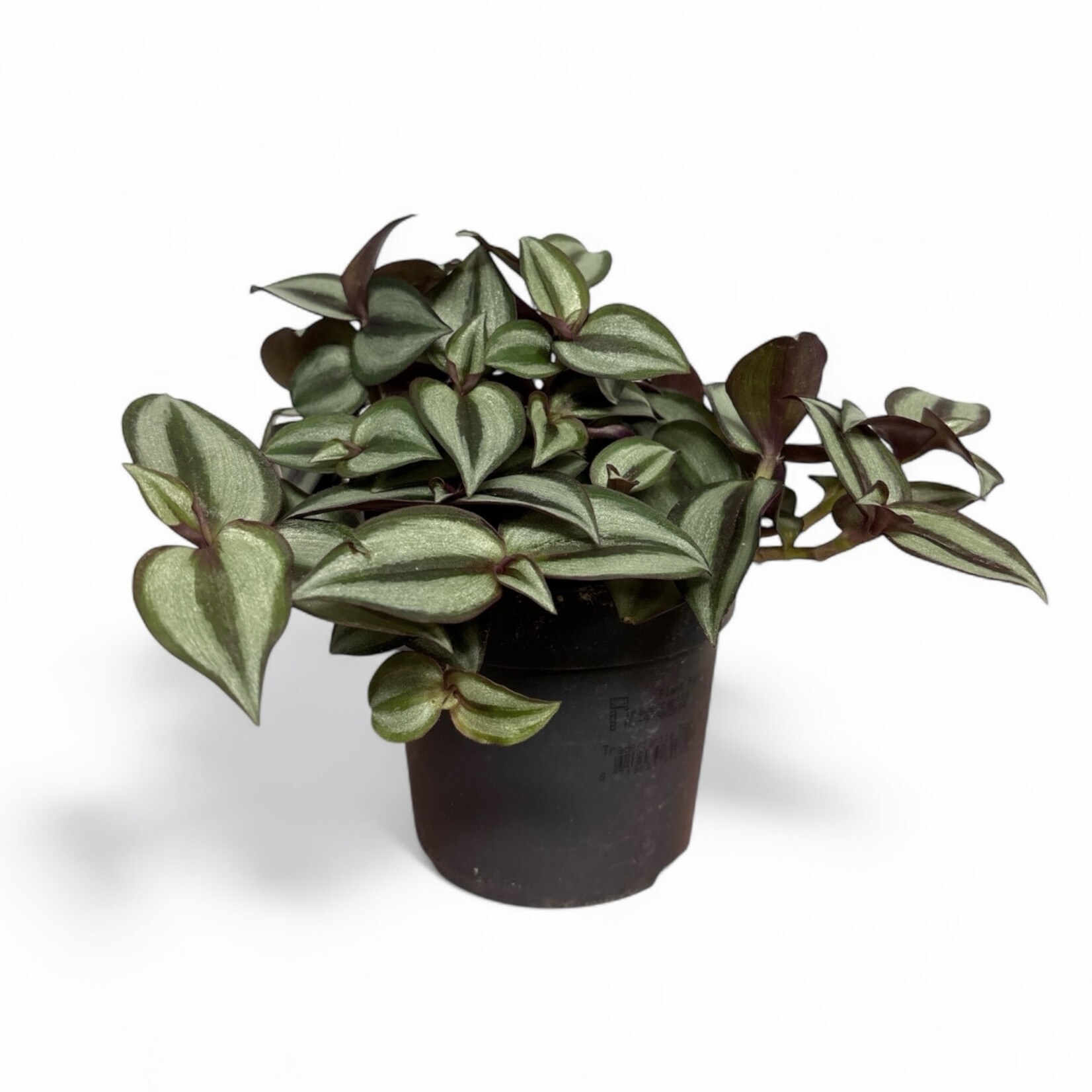 Planten Tradescantia zebrina - Ø12