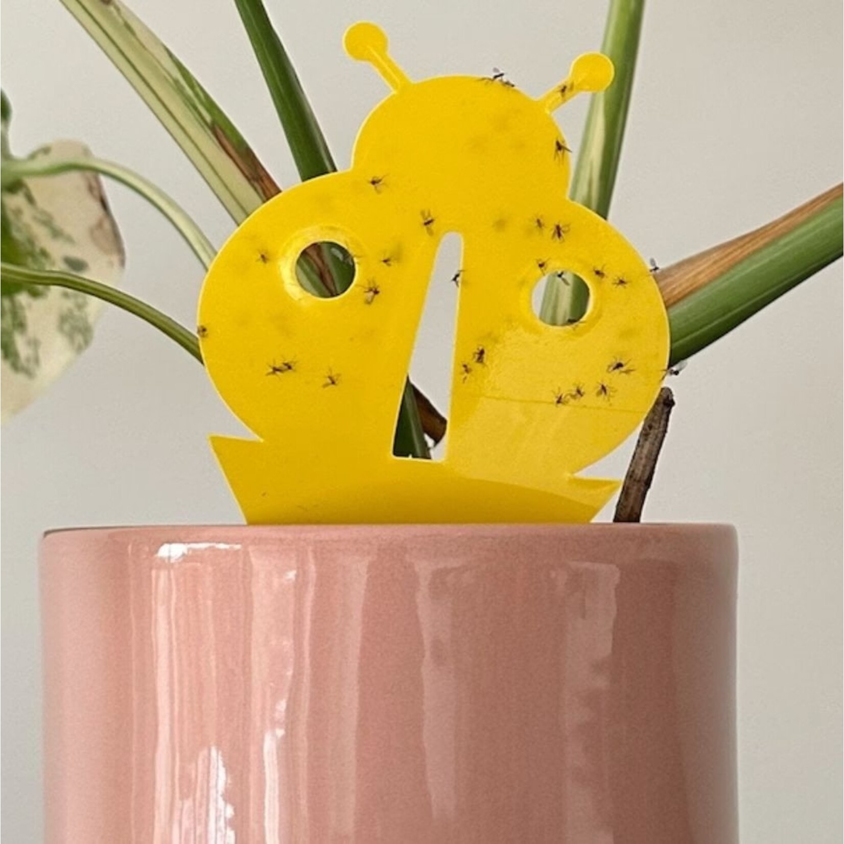 Fixum - Vangplaatjes rootsum