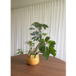 Planten Begonia carolinefolia hihlander - Ø15