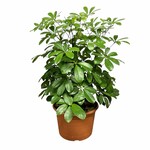 Planten Schefflera nora  - Ø21