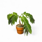 Planten Phyllanthus mirabilis - Ø15