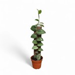 Planten Rhaphidophora hongkongensis - Ø14 - Hoogte 45 cm