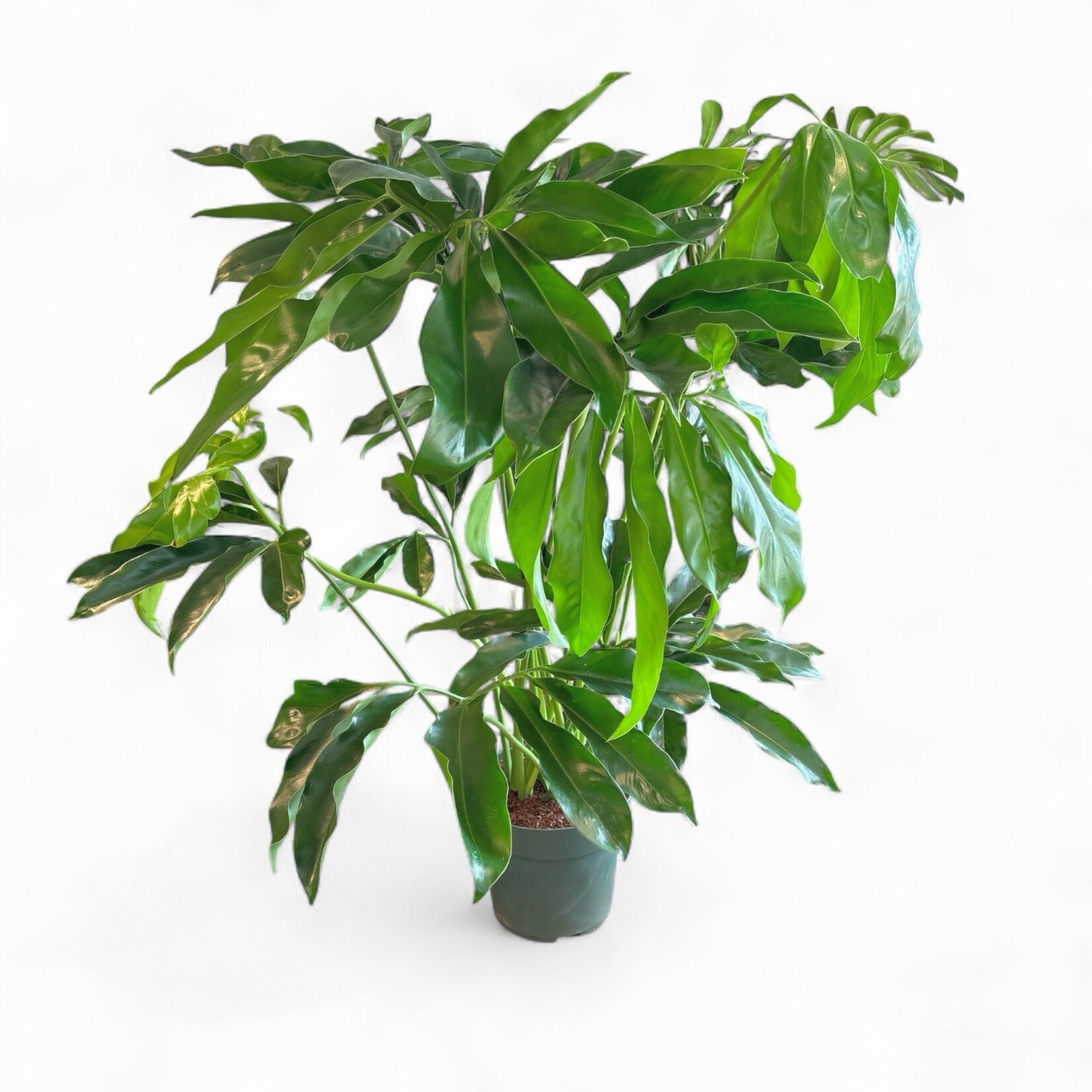 Planten Thaumatophyllum goeldii - Ø27