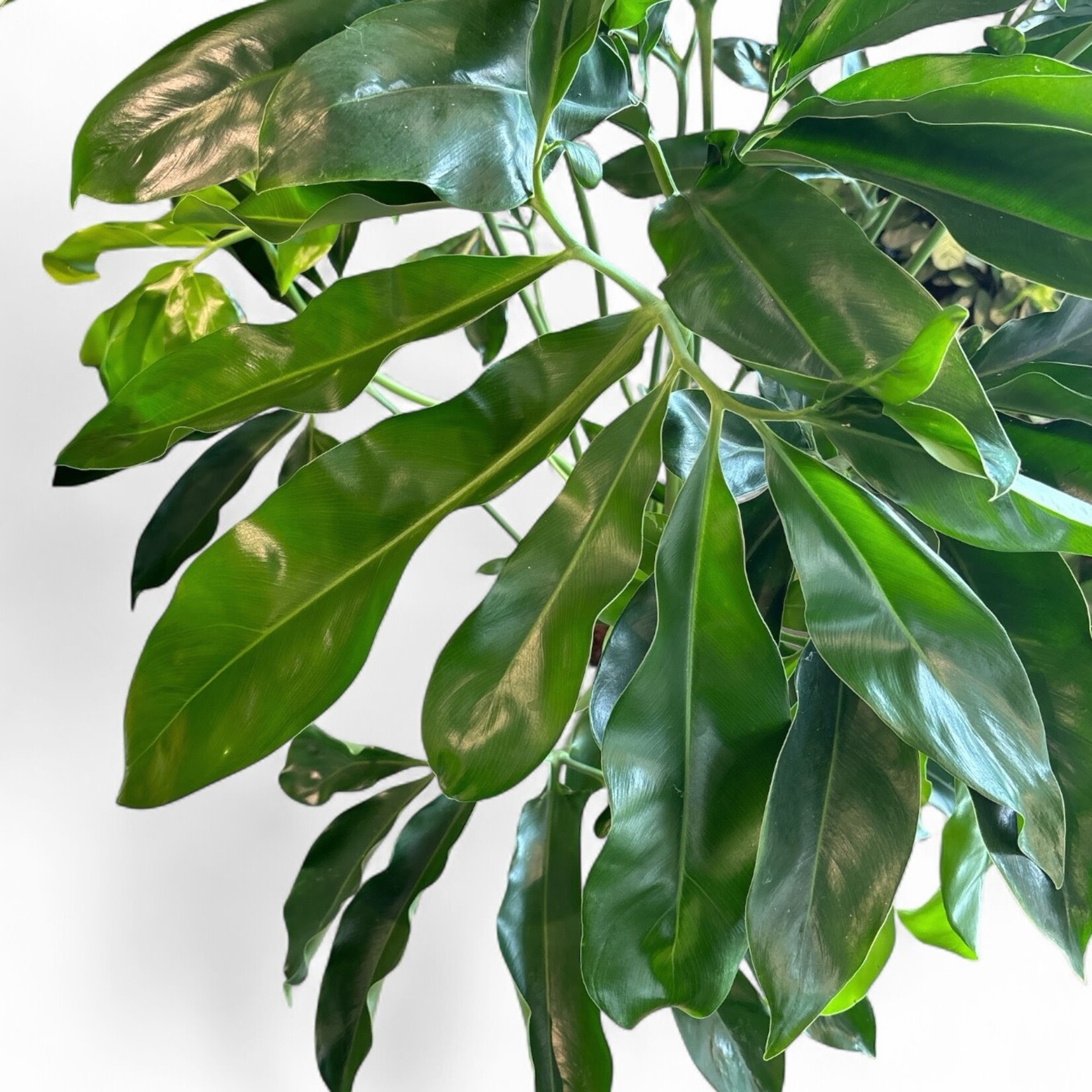 Planten Thaumatophyllum goeldii - Ø27