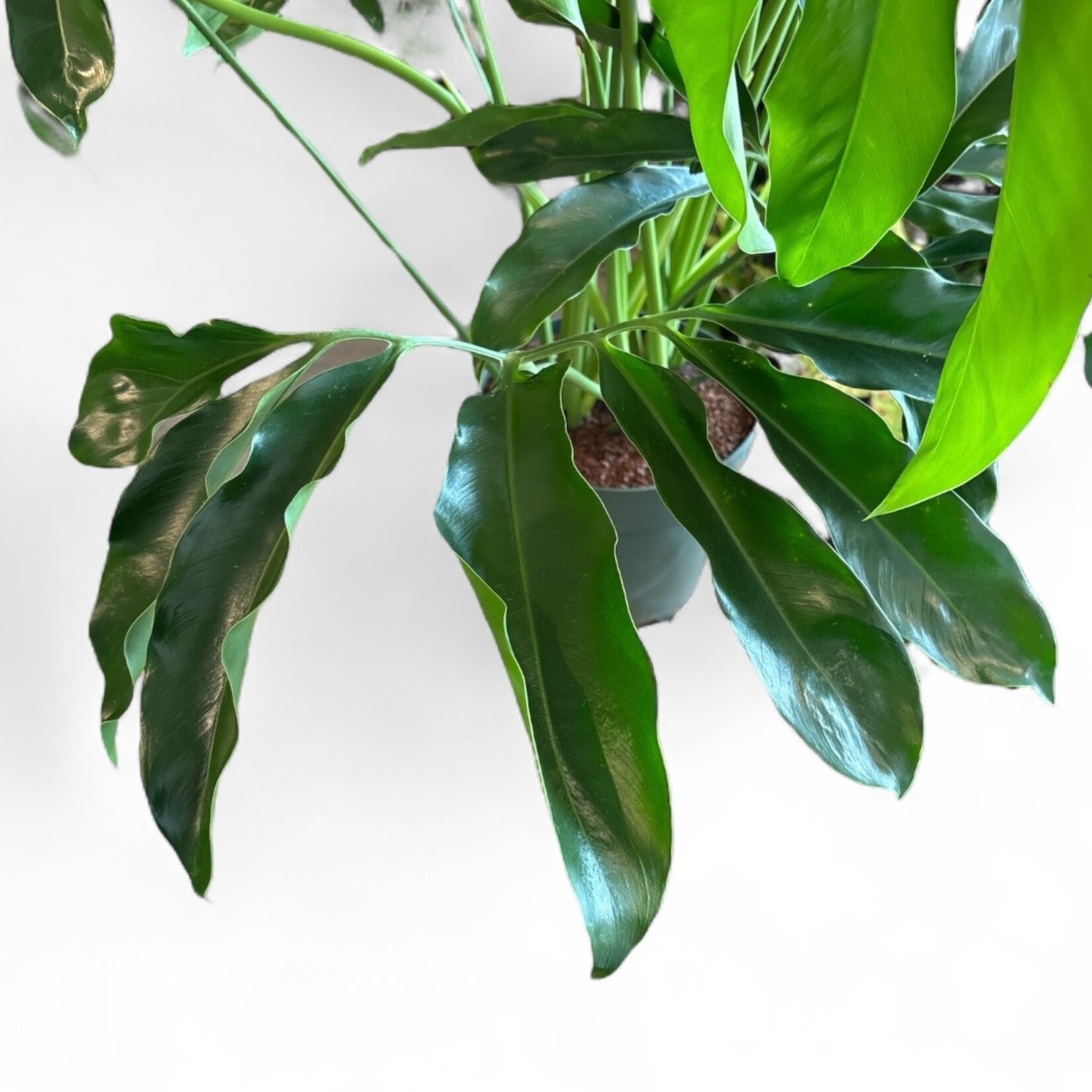 Planten Thaumatophyllum goeldii - Ø27