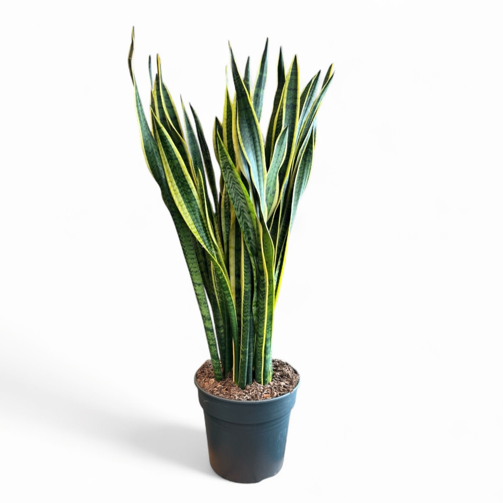 Planten Sansevieria laurentii - Ø30