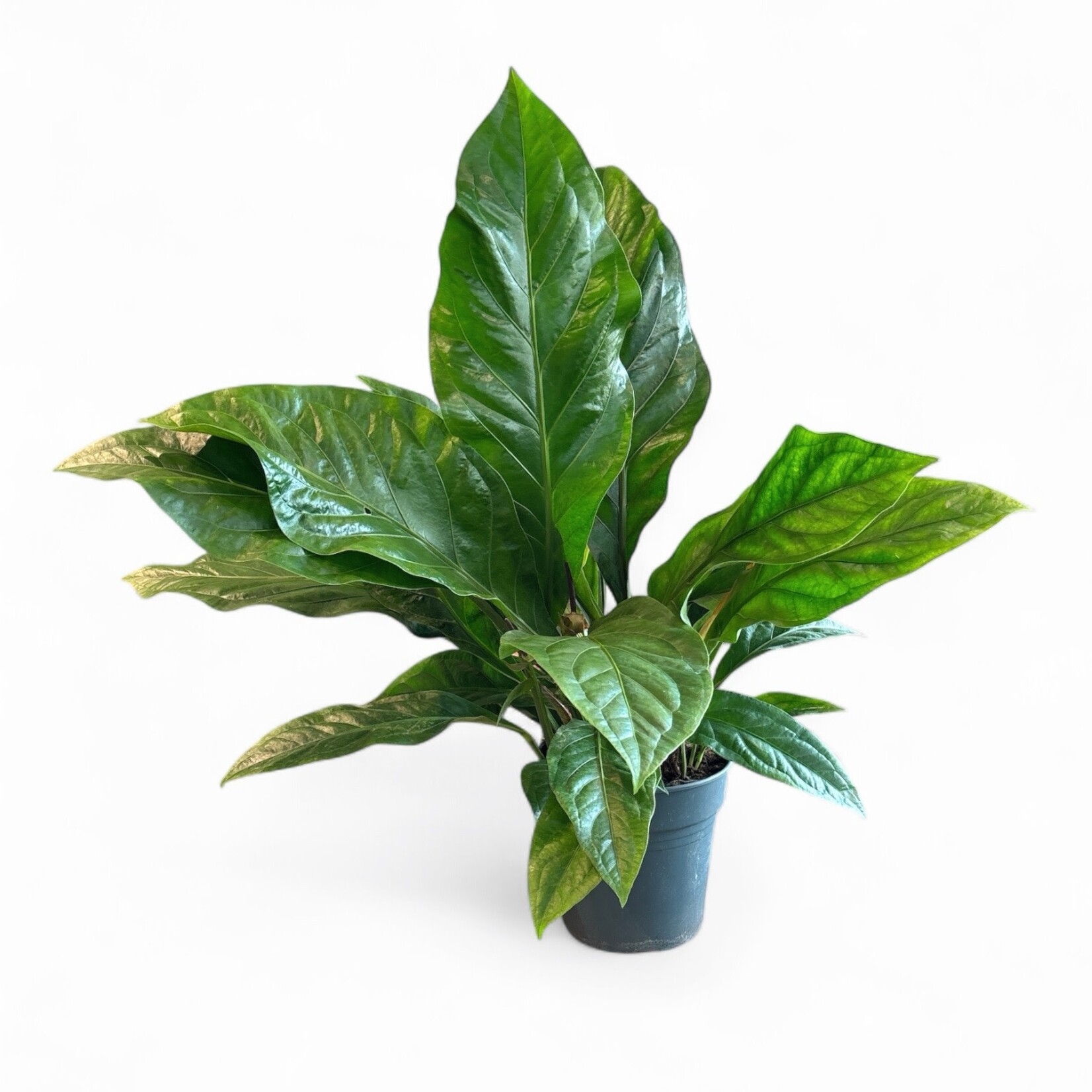 Planten Anthurium jungle bush - Ø24
