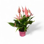 Planten Anthurium Lilli roze - Ø09