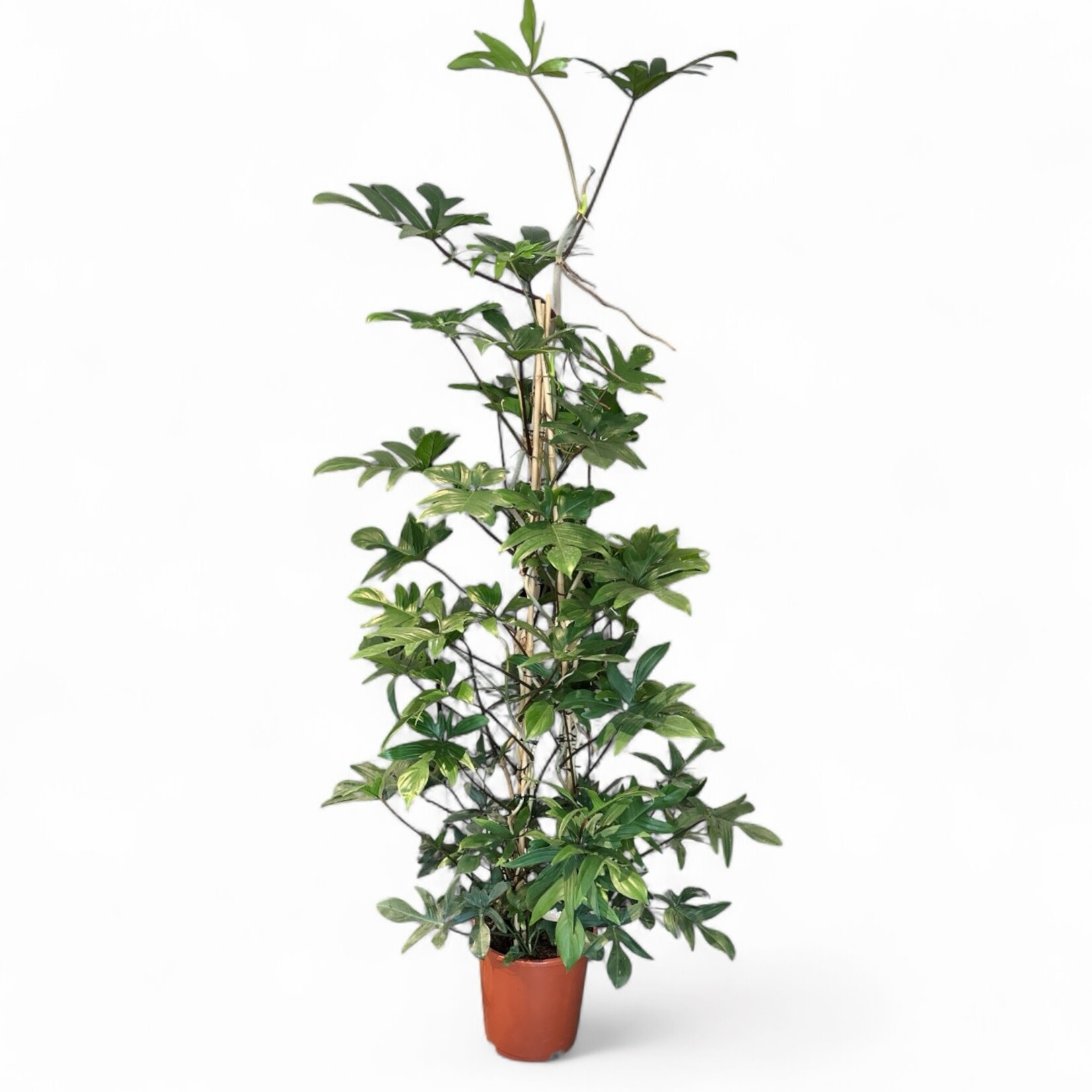 Planten Philodendron pedatum met bamboestokken - Ø27 H150