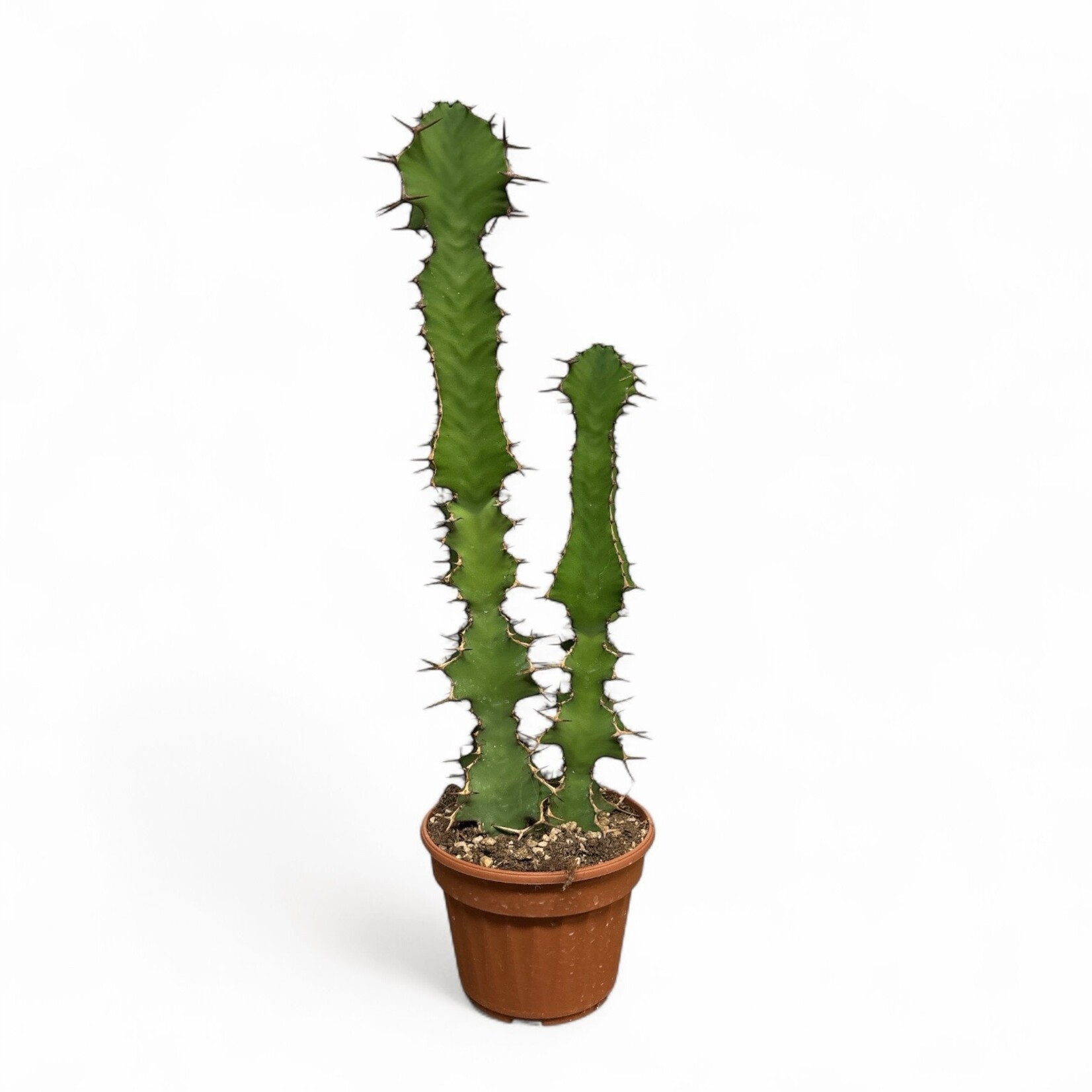 Planten Euphorbia grandicornis - Ø13