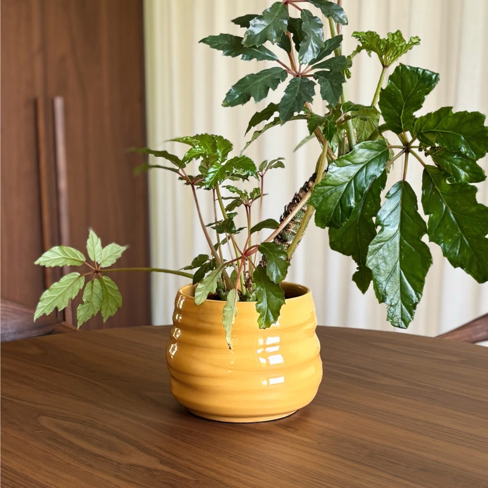 Rafipot ochre - Ø15