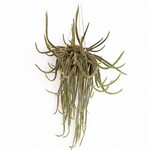 Planten Aporocactus   - Ø14