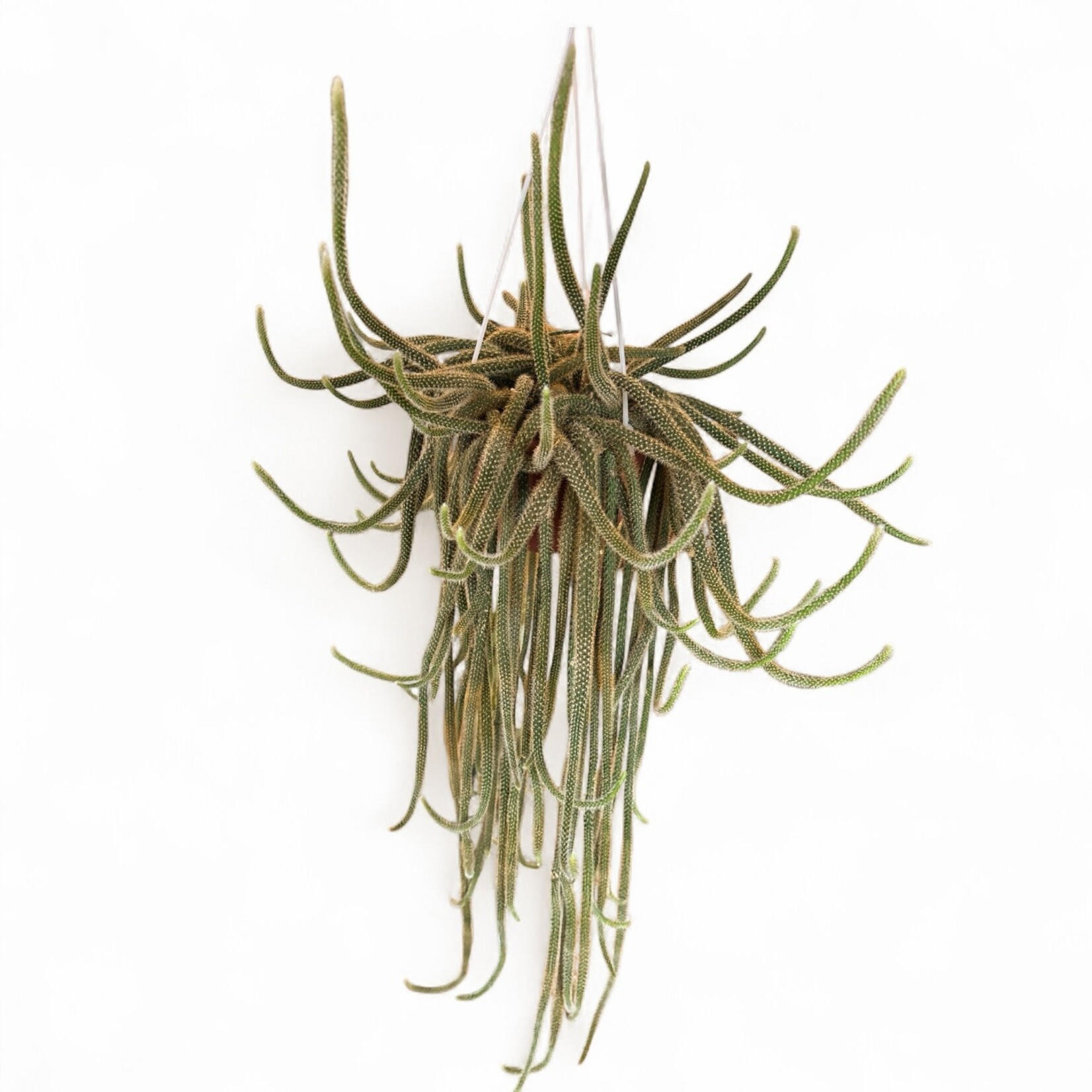 Planten Aporocactus   - Ø14