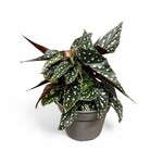 Planten Begonia maculata spotlight - Ø14