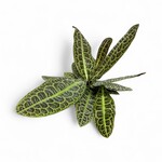 Planten Labisia obtusifolia kura- Ø12