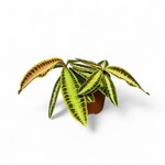Planten Labisia jabi - Ø12