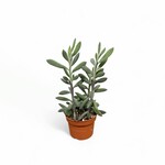 Planten Senecio  crassissimus - Ø10