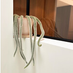 Planten Hildewintera colademonis- Ø20 - Lengte 80 cm