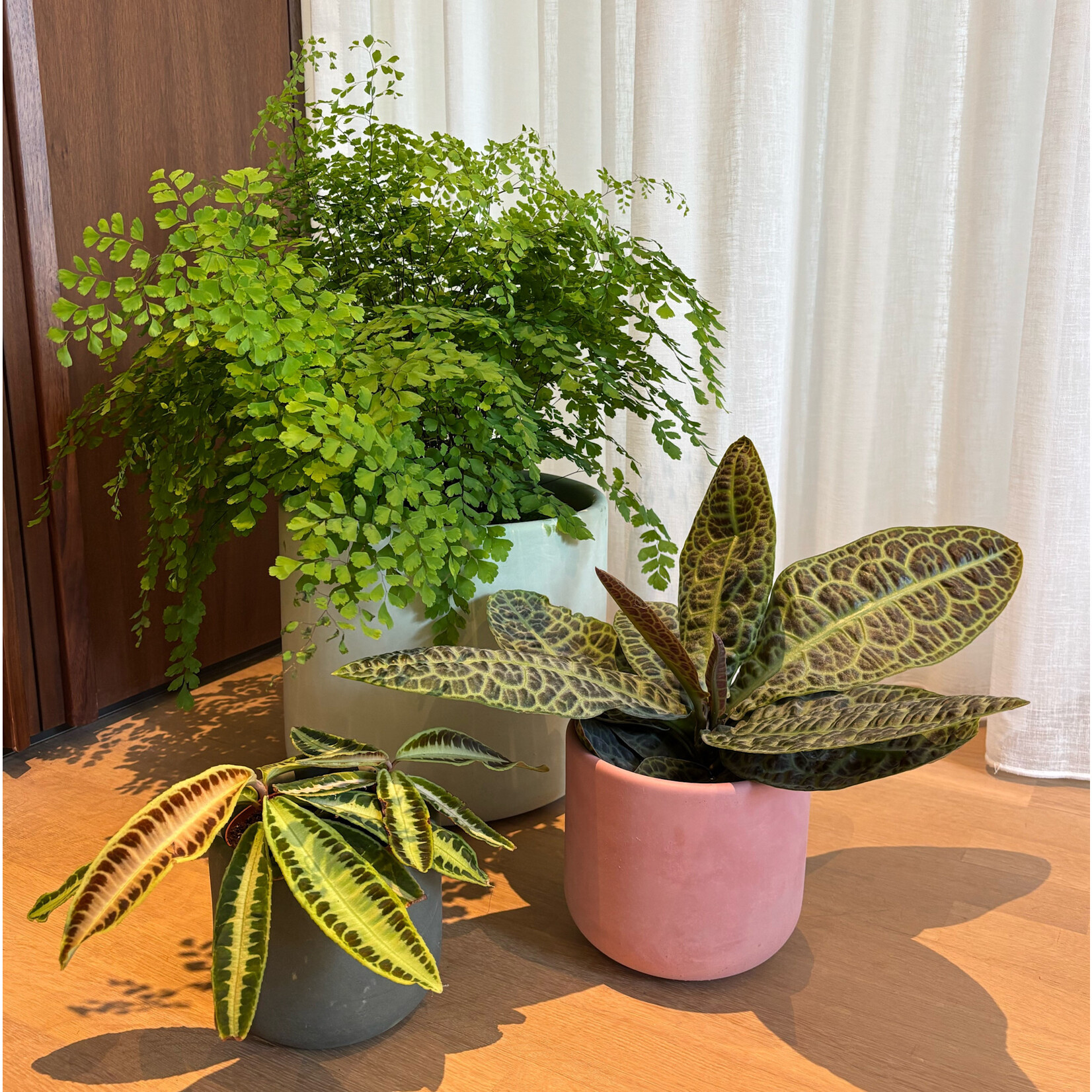 Planten Labisia obtusifolia kura- Ø12