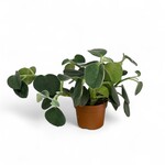 Planten Peperomia incana - Ø12 - Hoogte 25 cm