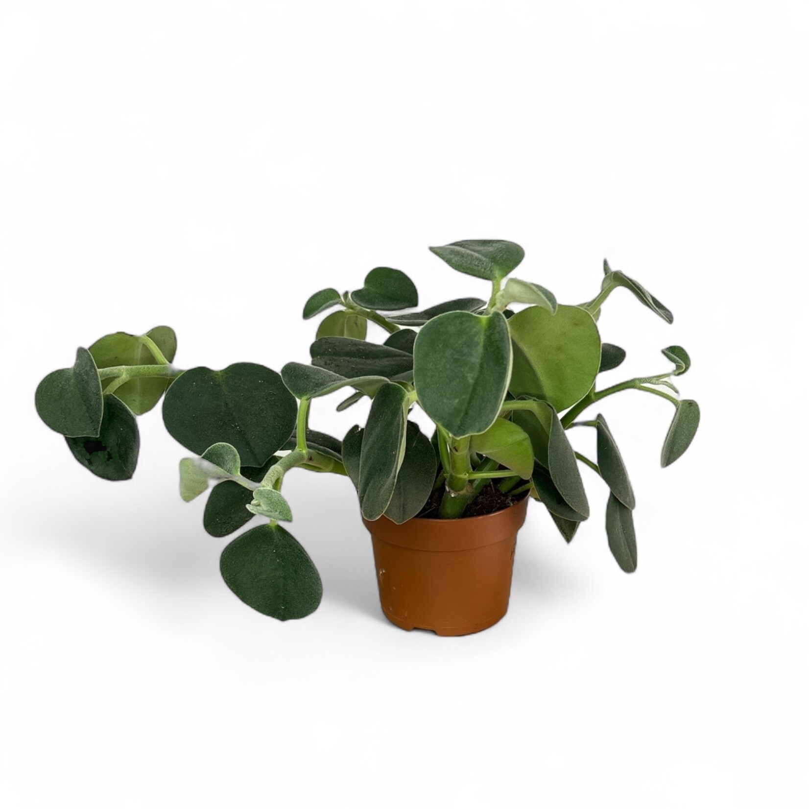 Planten Peperomia incana - Ø12