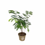 Planten Tamarindus incida - Ø12