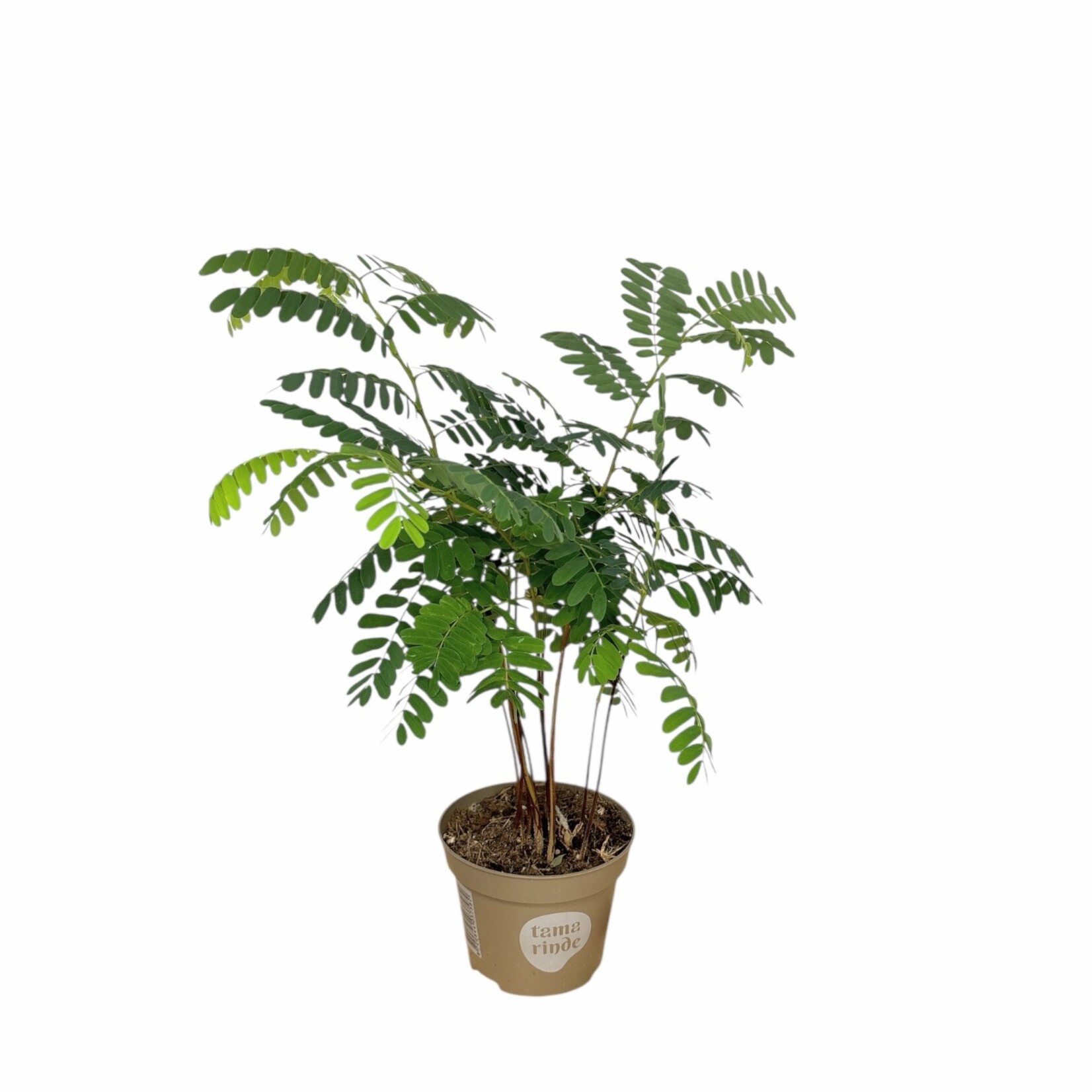 Planten Tamarindus incida - Ø12