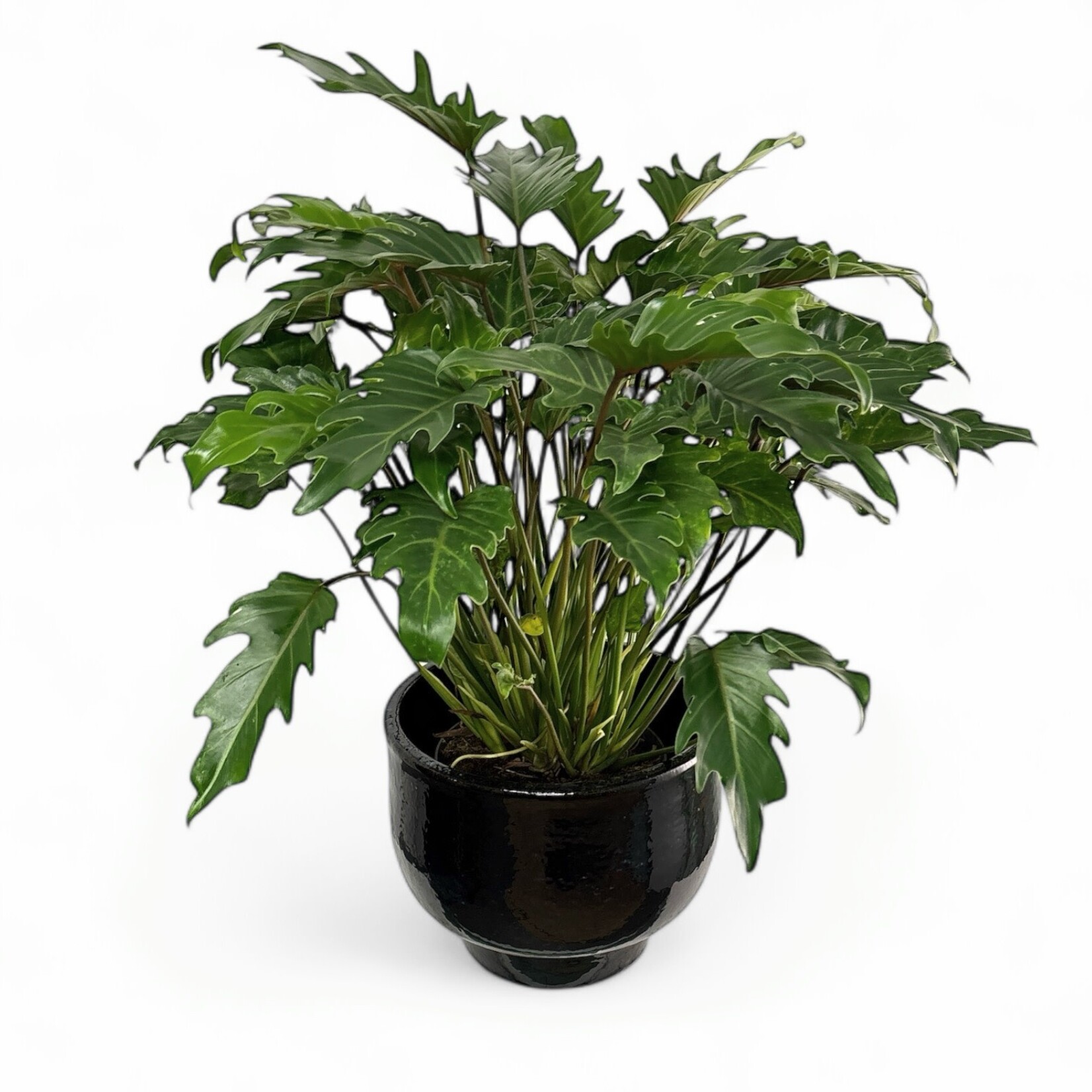 Planten Philodendron xanadu - Ø21