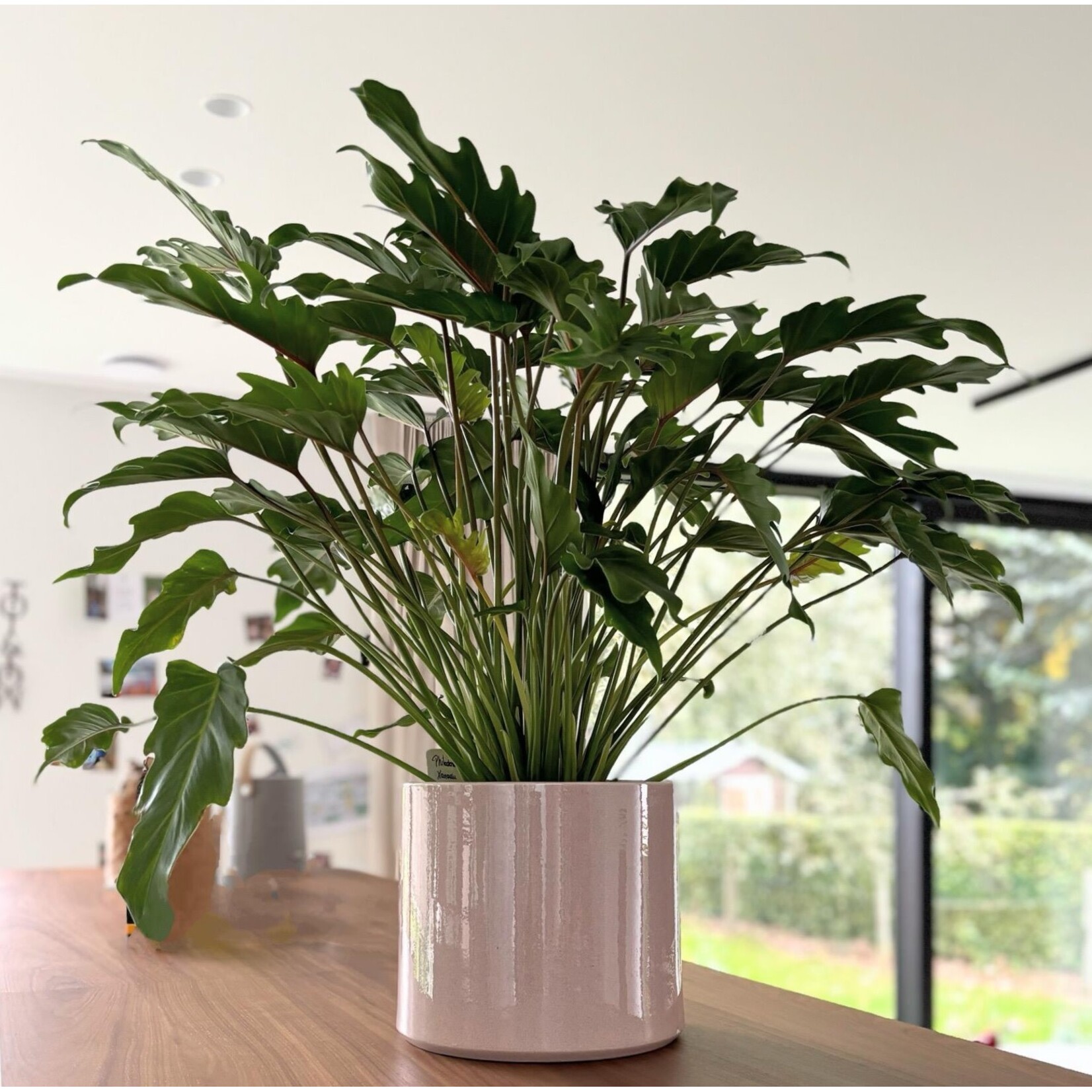 Planten Philodendron xanadu - Ø21