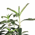 Planten Kalanchoe daigremontiana - Ø12