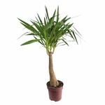 Planten Yucca elephantipes - Ø27 - Hoogte 135 cm