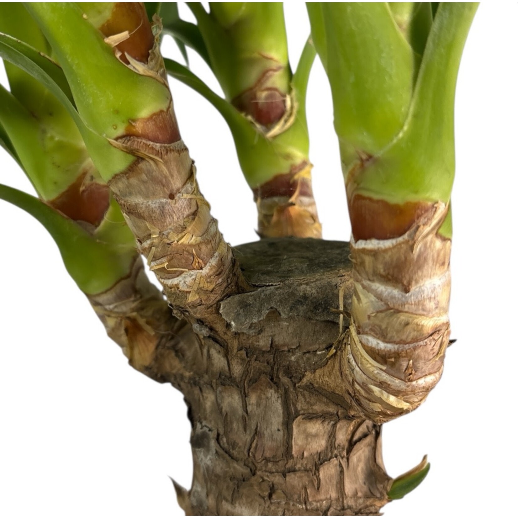 Planten Yucca elephantipes - Ø27