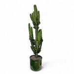 Planten Euphorbia erytrea - Ø27 - Hoogte 150 cm