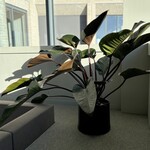 Planten Philodendron red beauty - Ø27