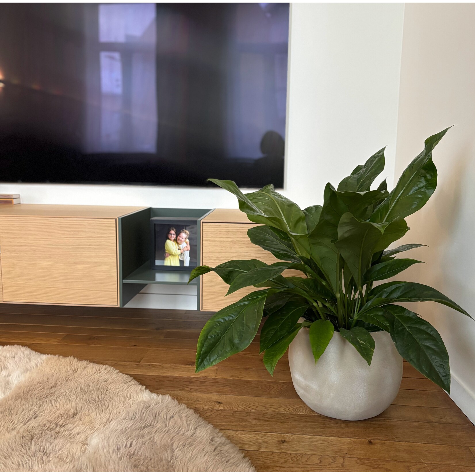 Planten Anthurium jungle bush - Ø24