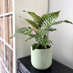 Planten Dracaena goldieana - Ø14