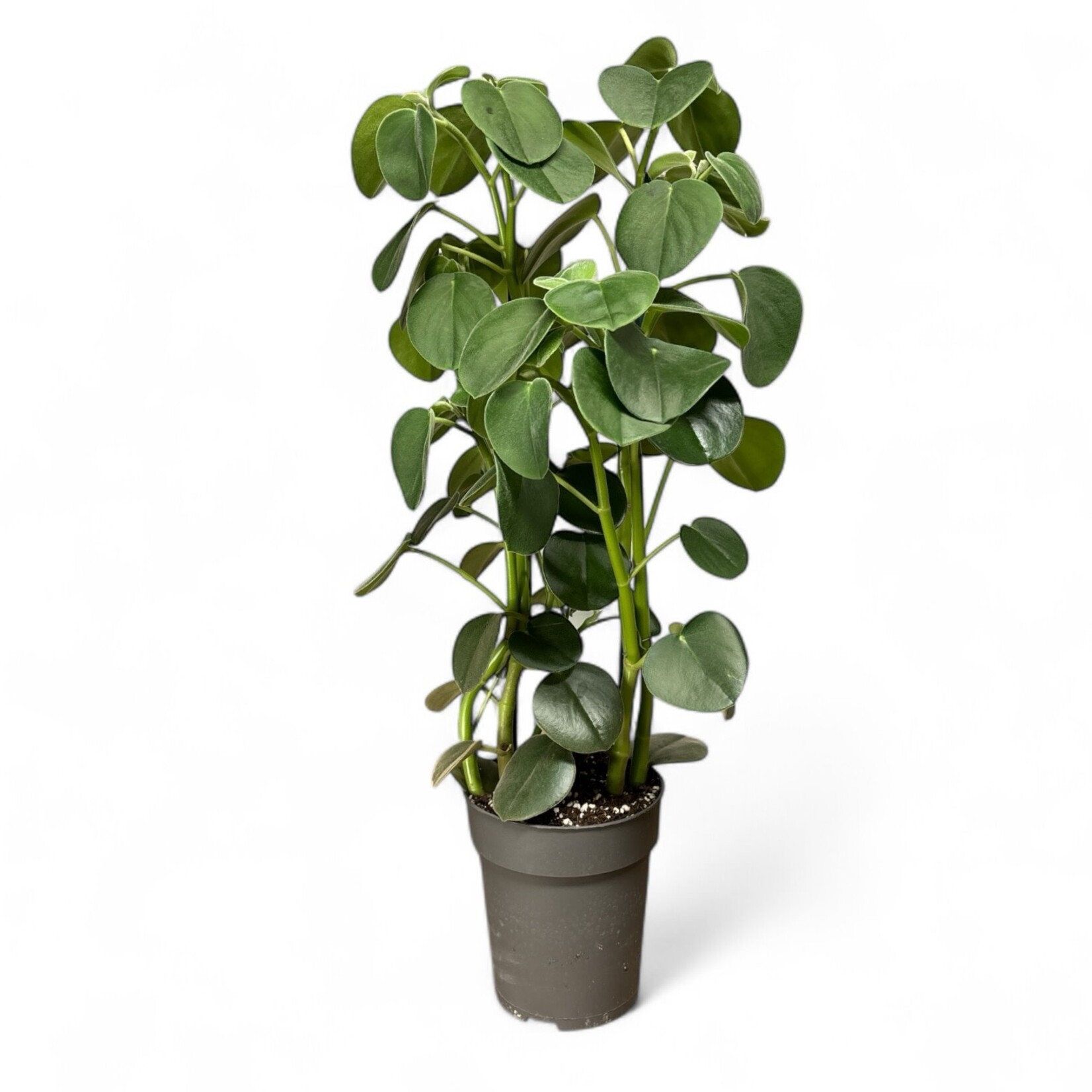 Planten Peperomia hovaria - Ø15