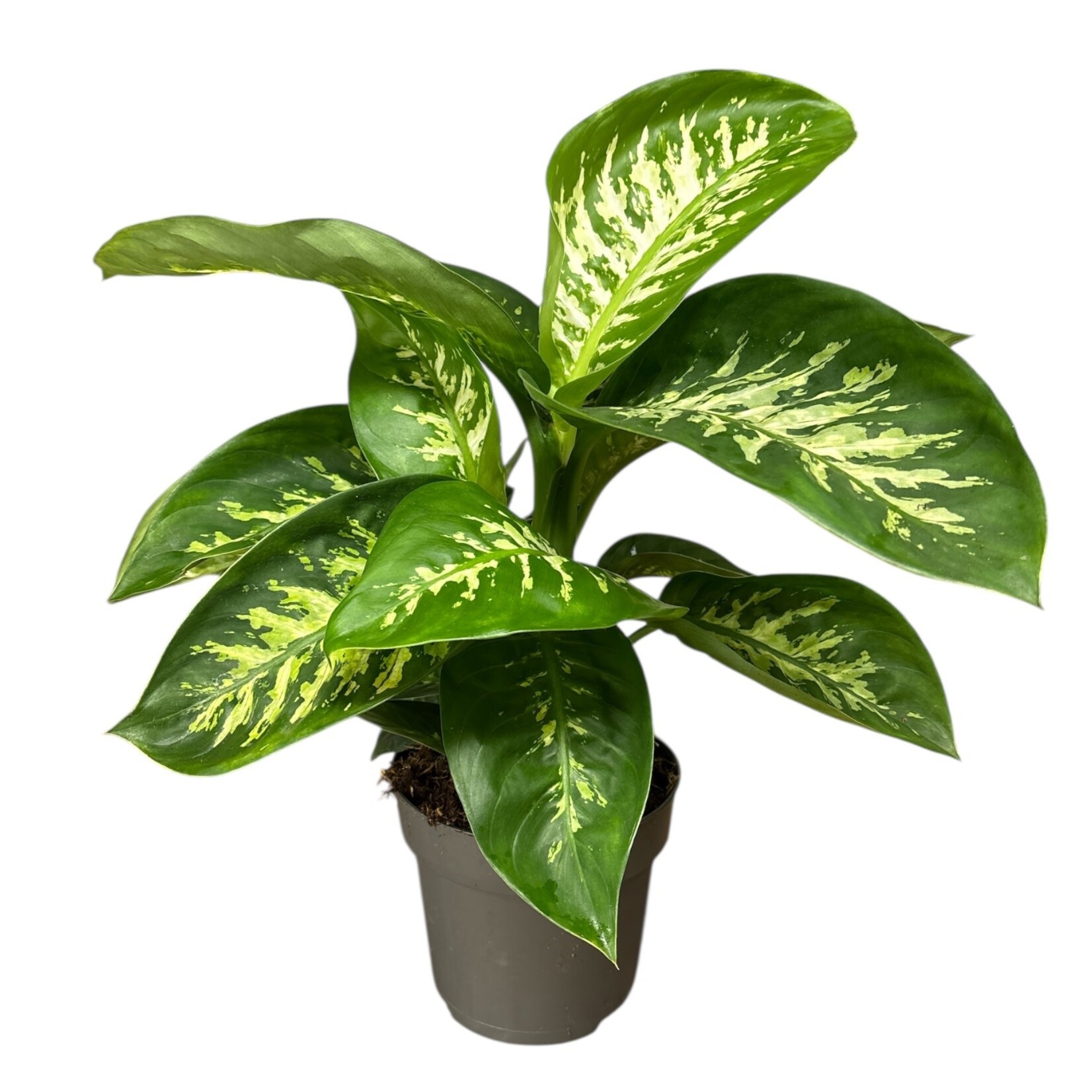 Planten Dieffenbachia reeva - Ø17