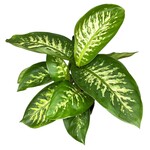 Planten Dieffenbachia reeva - Ø17